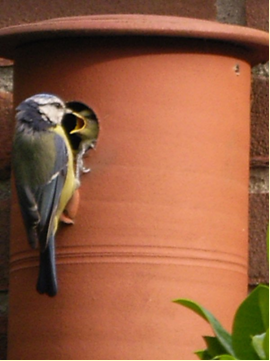 vogelpotten1
